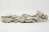 Articulated, Fossil Oreodont (Miniochoerus) Skeleton - Wyoming #197374-4